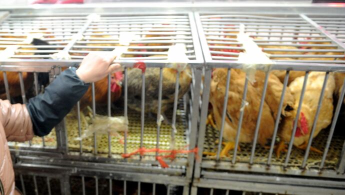 【湖南确诊h5n6/湖南确诊病例4086倒】-第2张图片