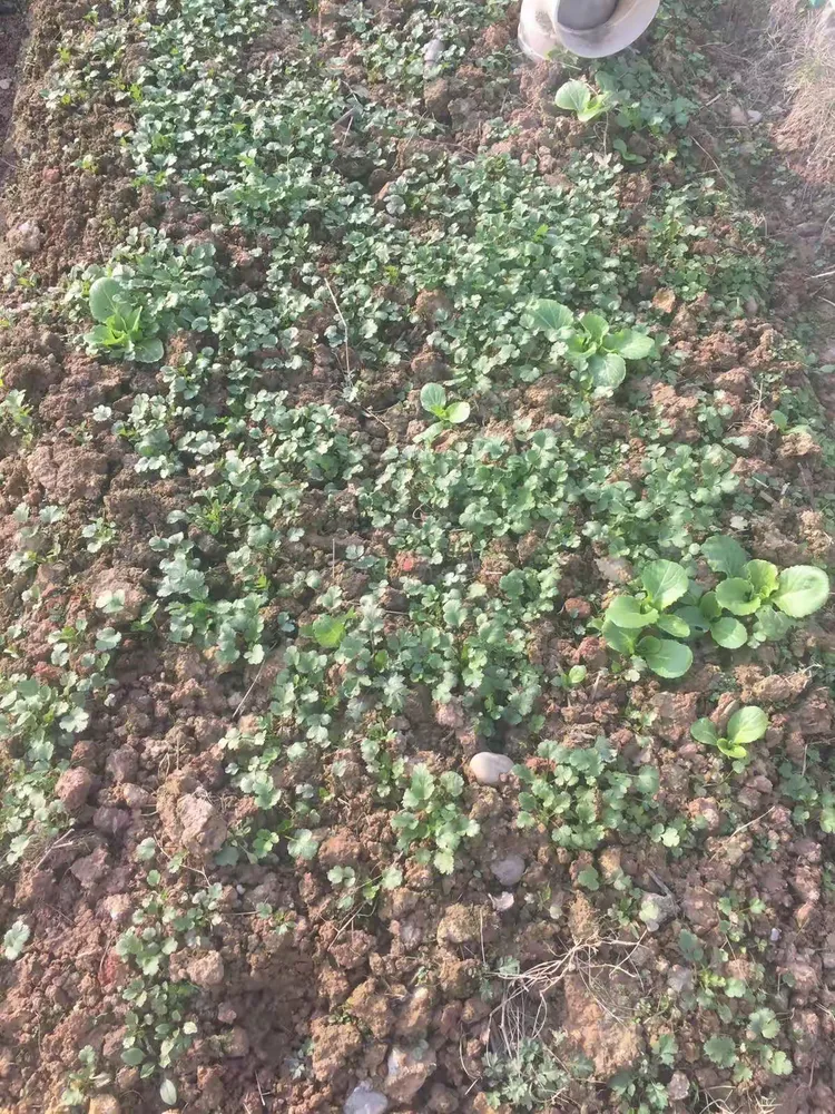 我来教大家!麦穗二八杠有挂吗	”开挂(透视)辅助神器-第1张图片