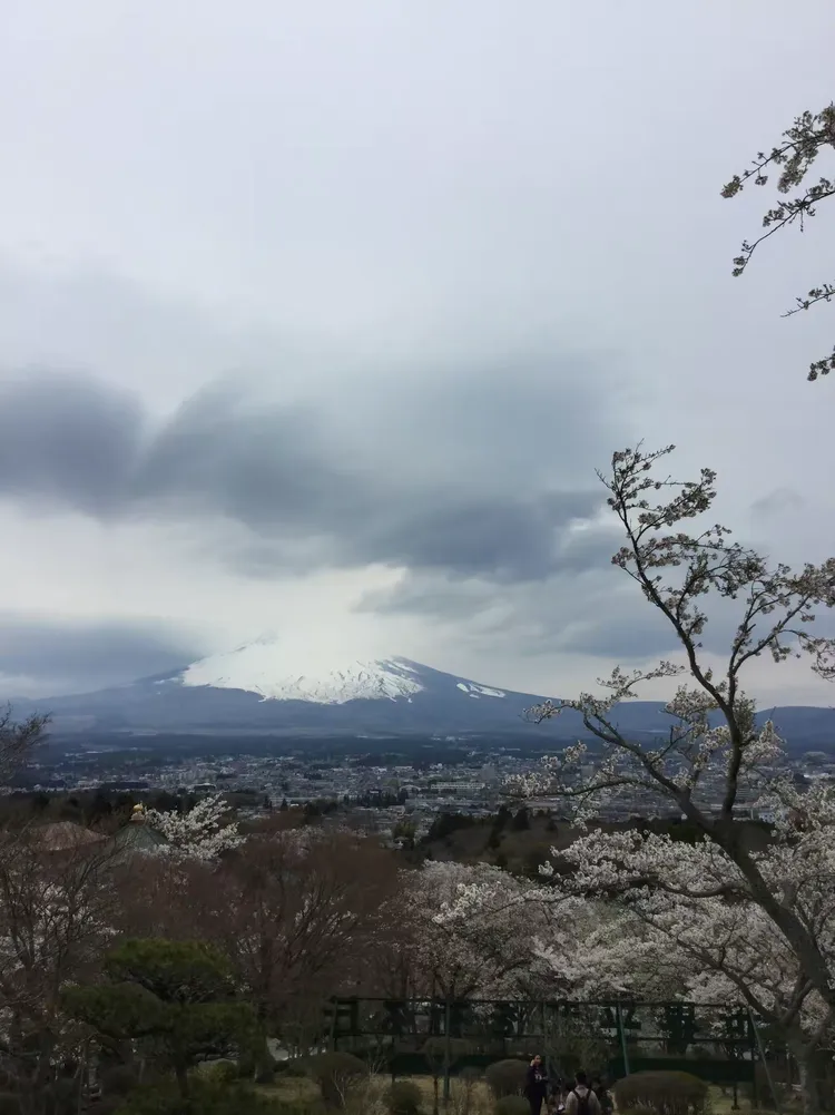 3分钟学会“樱花之盛真的有挂吗”详细分享装挂步骤-第2张图片