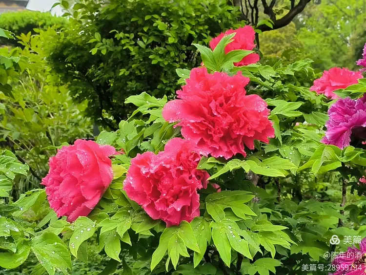 教程辅助!“中至常熟麻将到底有挂吗”开挂(透视)辅助神器-第2张图片