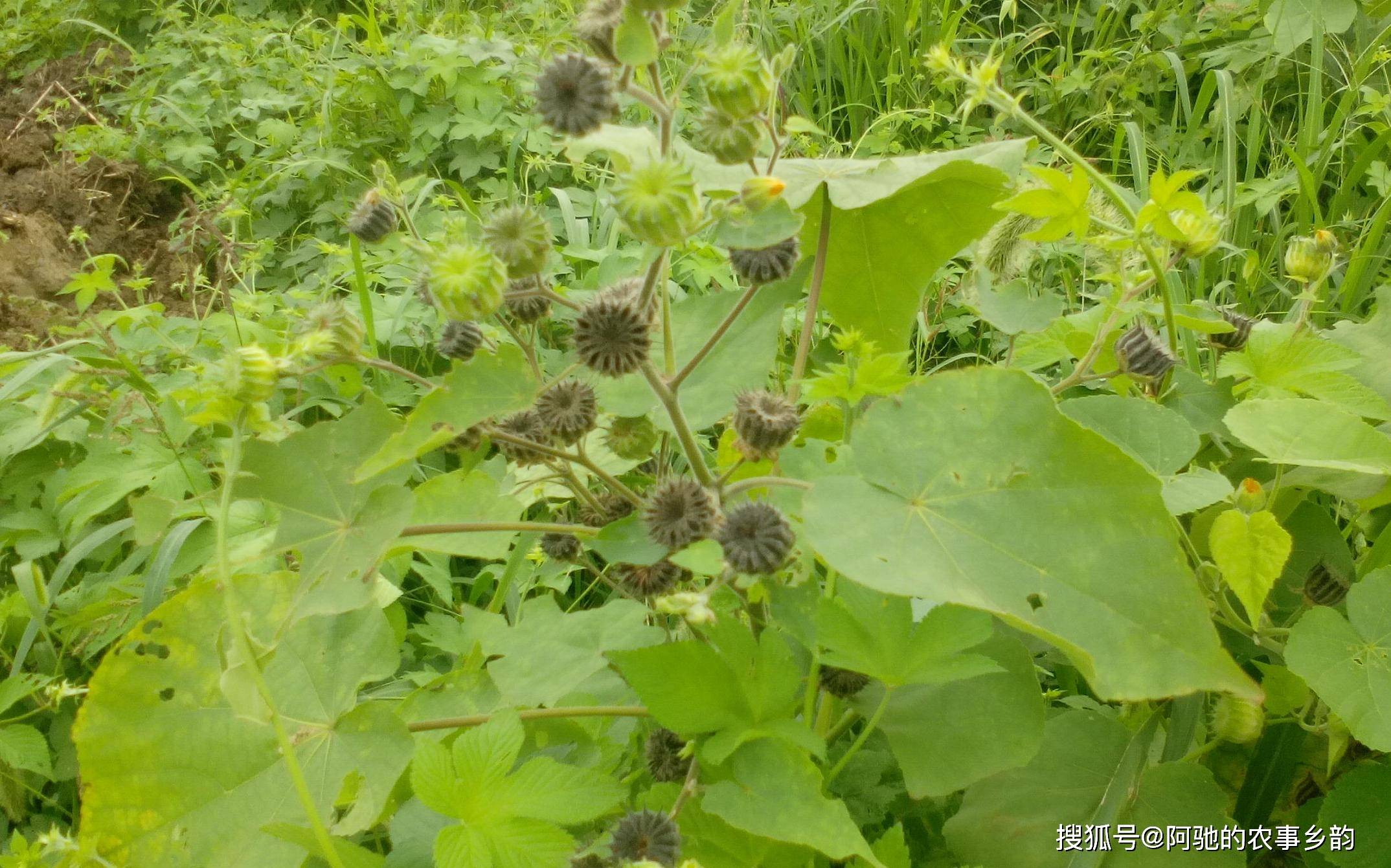真实辅助“四川麻将小程序必赢神器”的确是有挂-第2张图片