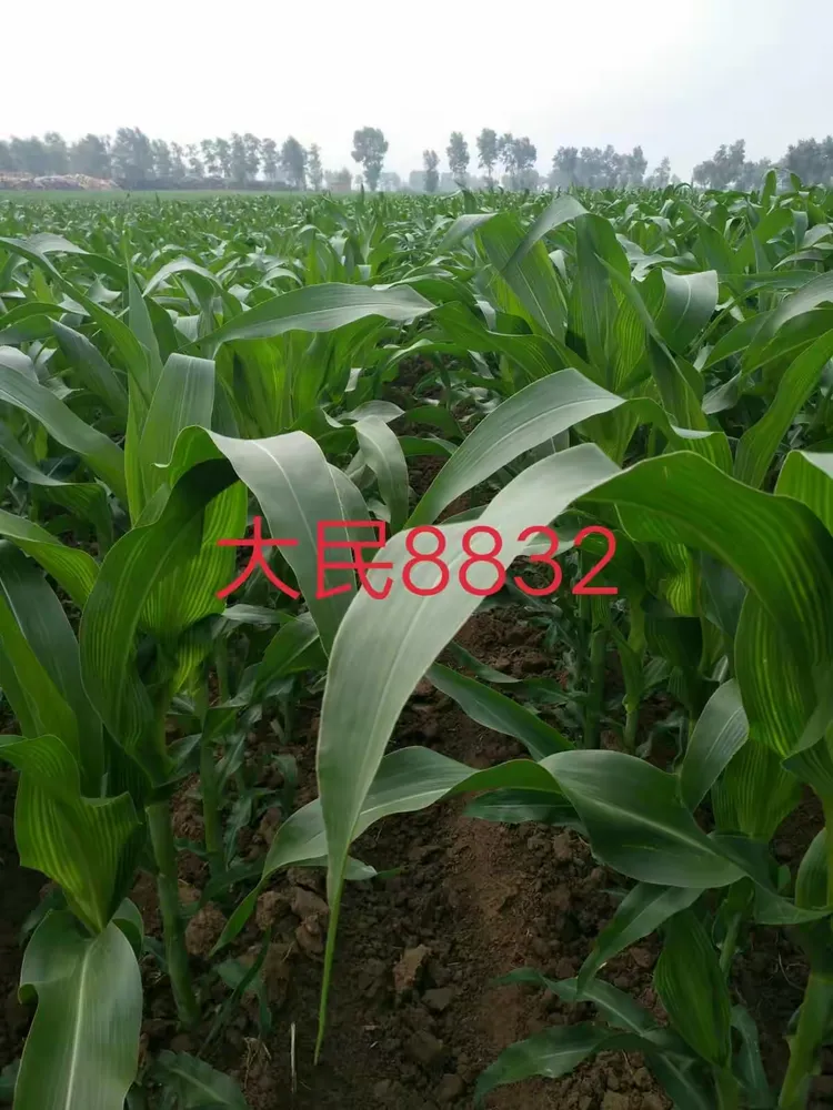 可用版本“扶余太浪麻将有挂吗”详细分享装挂步骤教程-第2张图片