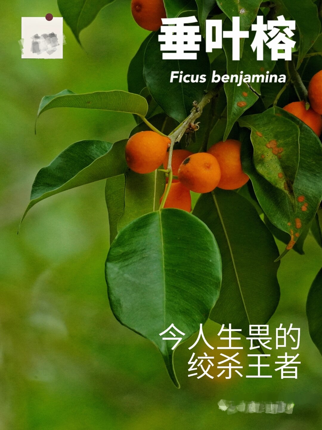 玩家必搜“榕城510k辅助挂下载	”(透视)开挂辅助脚本+详细开挂安装教程-第2张图片