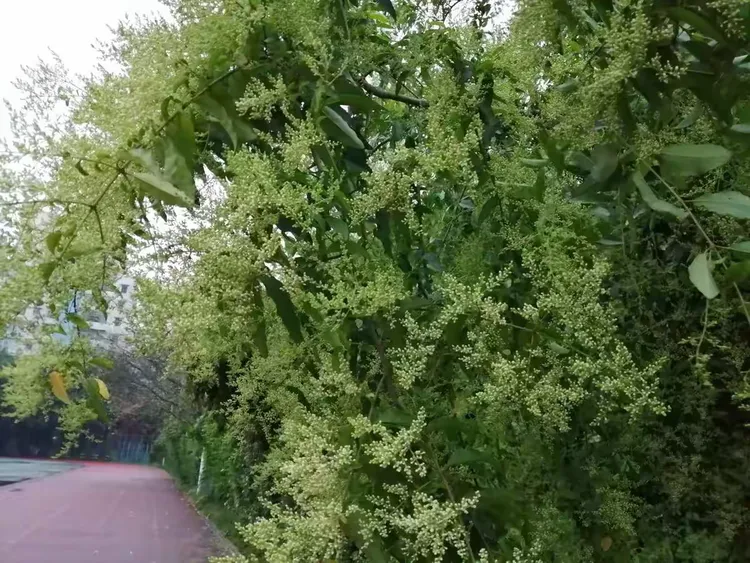 开挂辅助工具“天涯麻将有挂吗	”科技辅助神器手机版教程-第1张图片